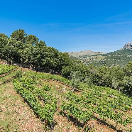 Picassa * Pollença